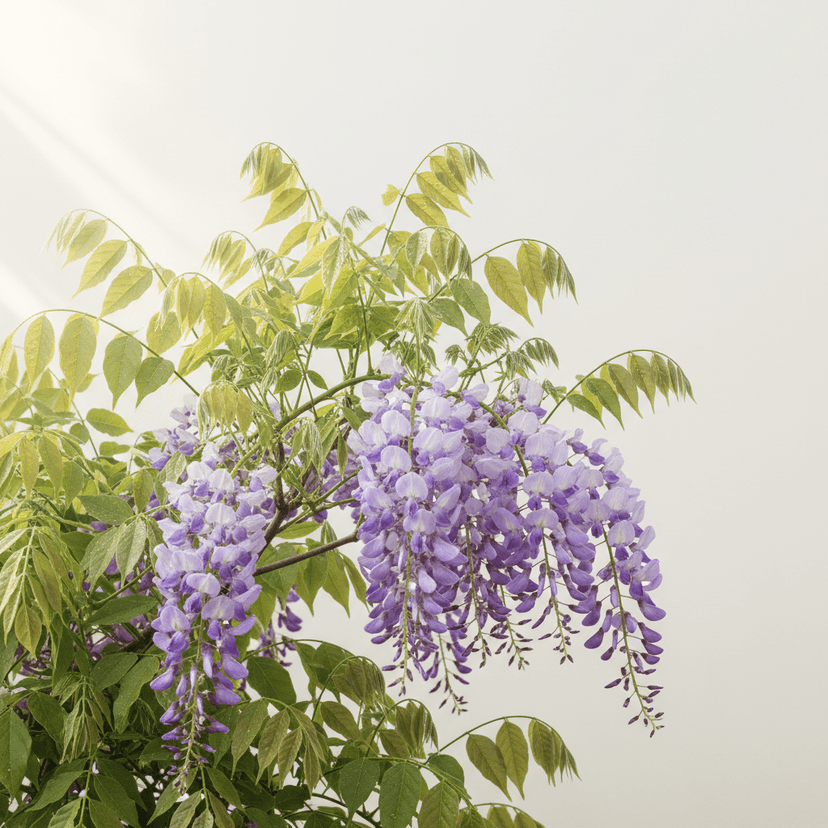 Chinese wisteria