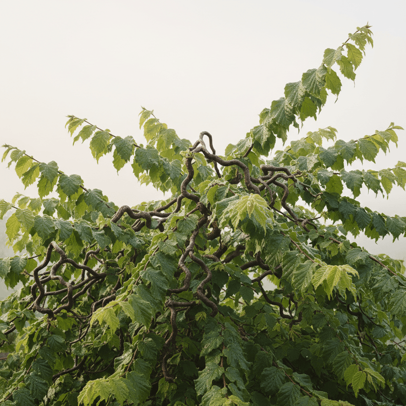 Corkscrew hazel