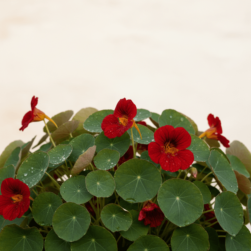 Nasturtium ‘Empress of India’