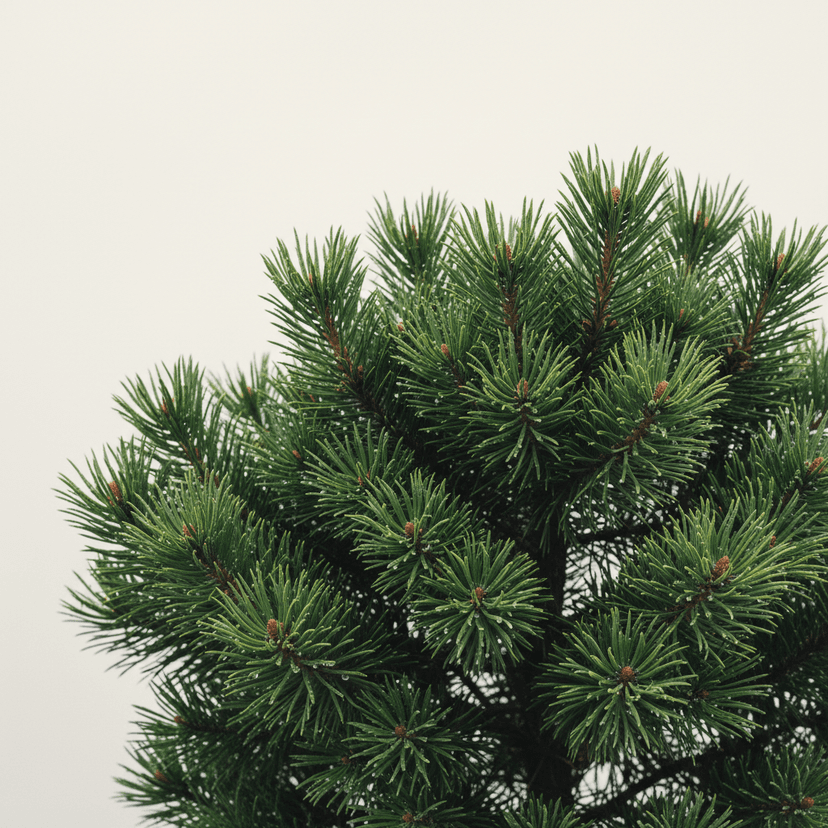 Dwarf mountain pine