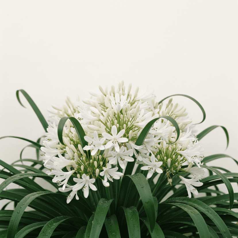 Agapanthus White Lily