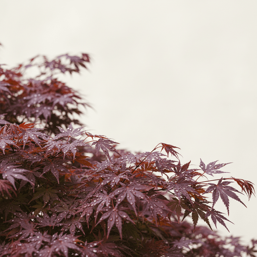 Purple Japanese maple