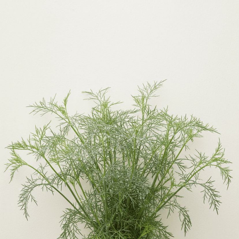 False fennel