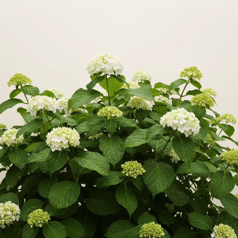 Hydrangea Strong Annabelle